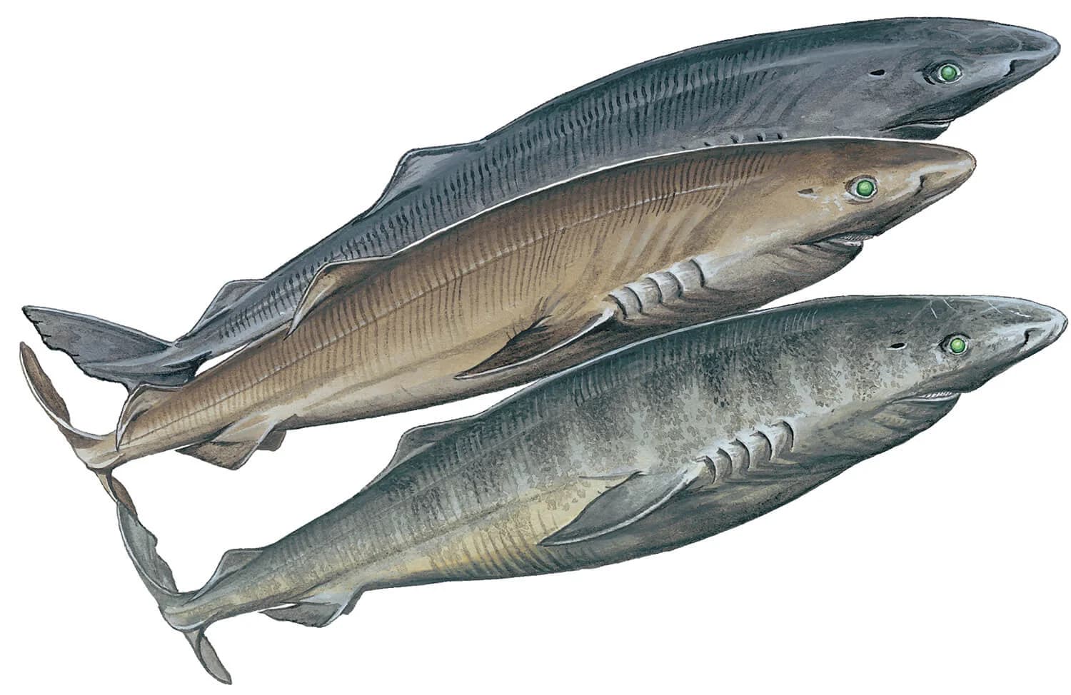 Greenland Shark illustration