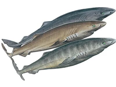 Greenland Shark