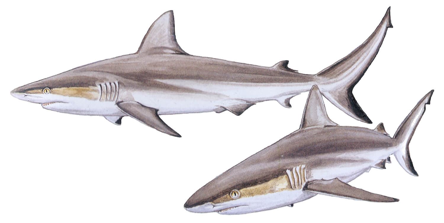 Grey Reef Shark illustration