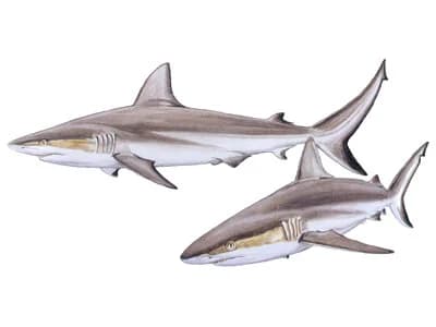 Grey Reef Shark