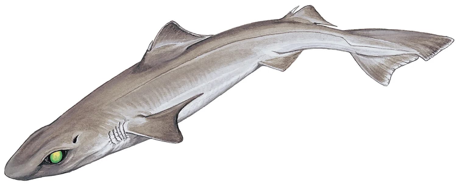 Gulper Shark illustration