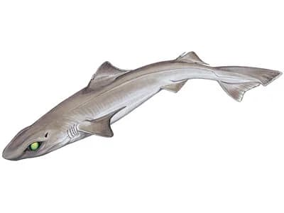 Gulper Shark