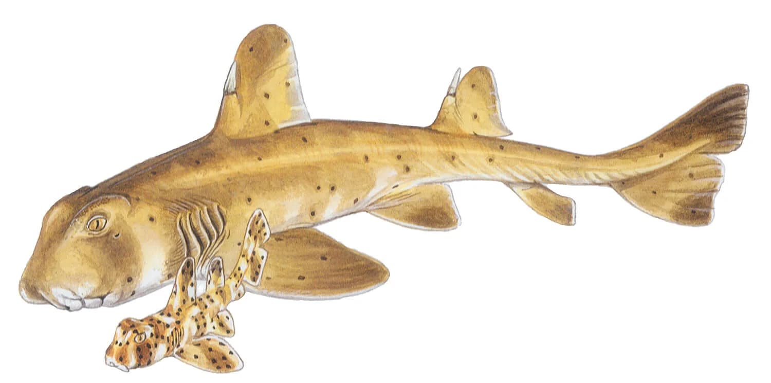 Horn Shark illustration