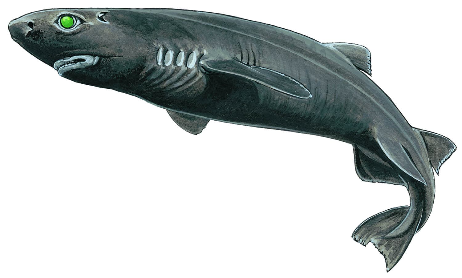 Kitefin Shark illustration