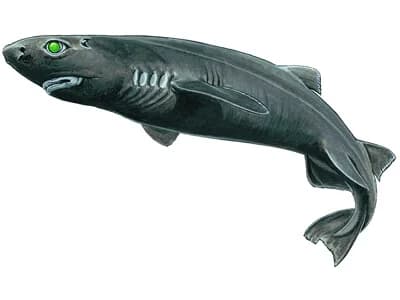 Kitefin Shark
