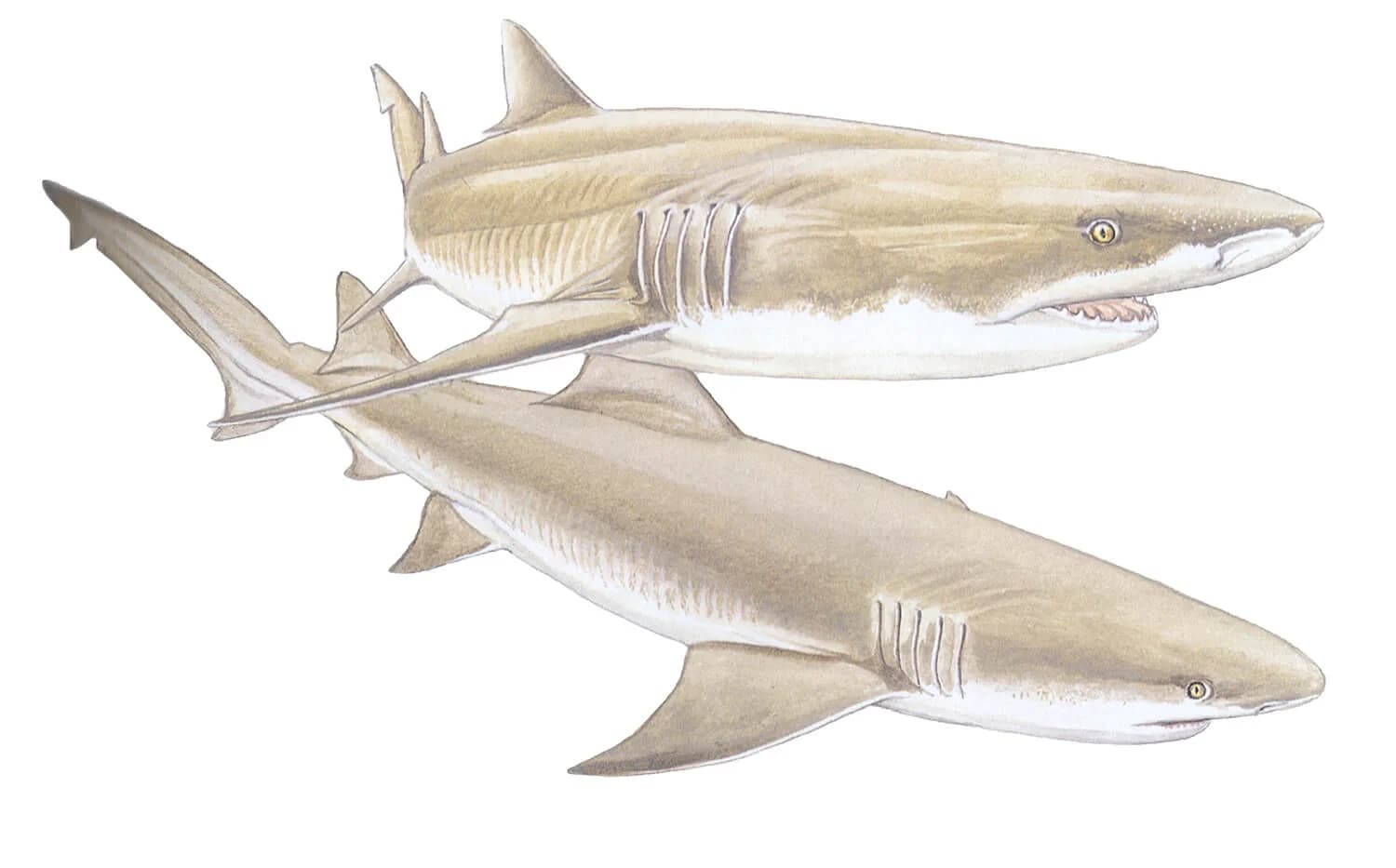 Lemon Shark illustration