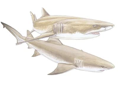 Lemon Shark