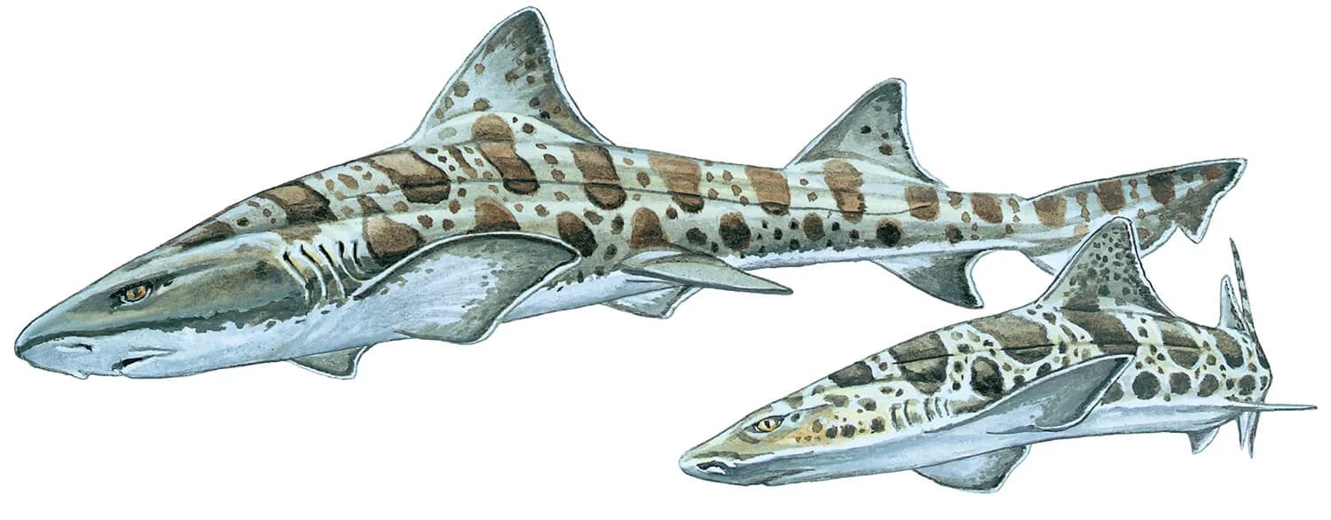 Leopard Shark illustration