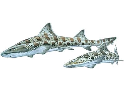 Leopard Shark