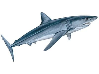 Longfin Mako