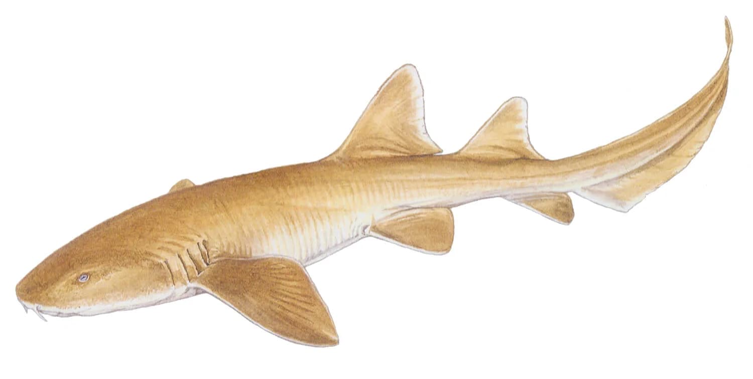 Nurse Shark illustration