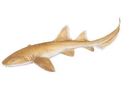 Nurse Shark