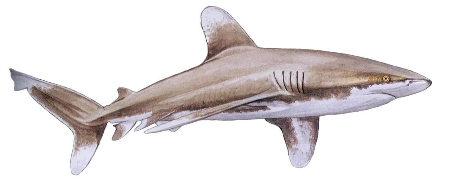 Oceanic Whitetip illustration