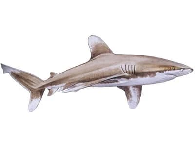 Oceanic Whitetip