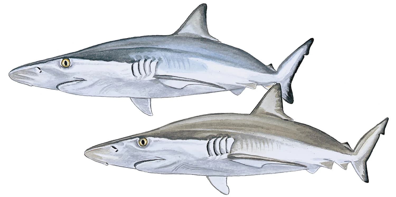 Pacific Sharpnose Shark illustration