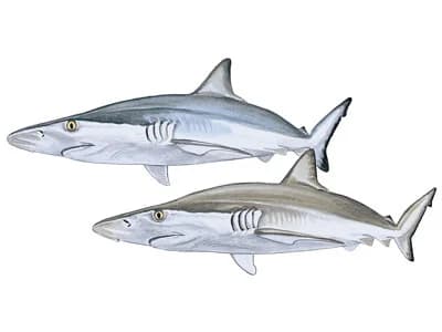 Pacific Sharpnose Shark