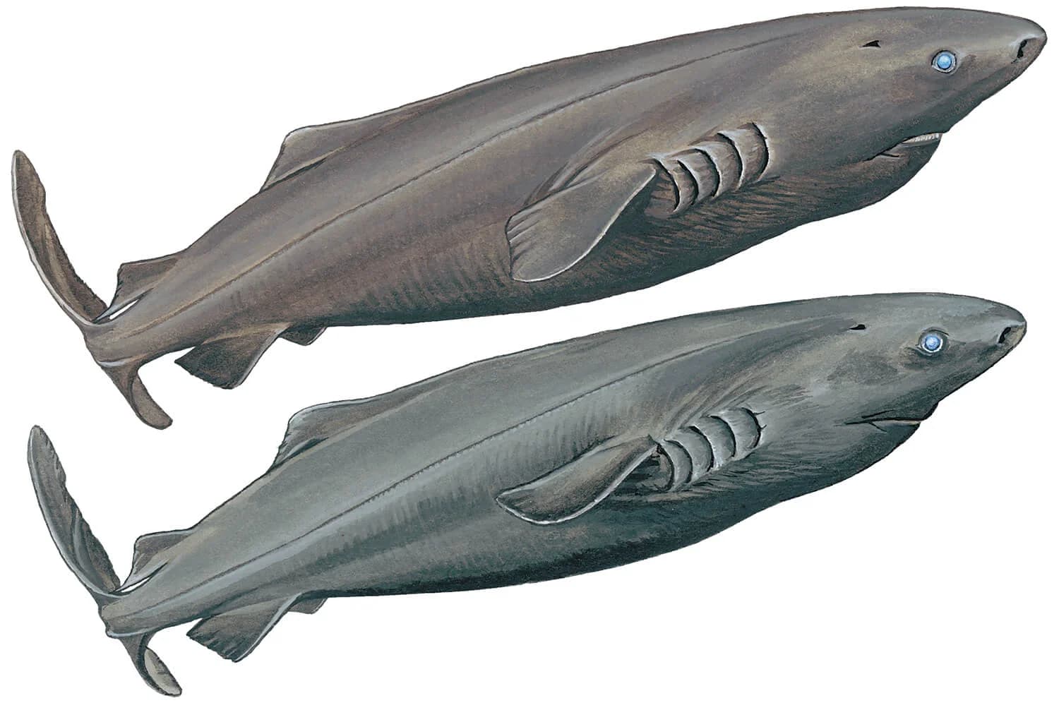 Pacific Sleeper Shark illustration