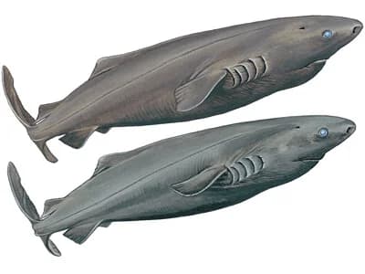 Pacific Sleeper Shark