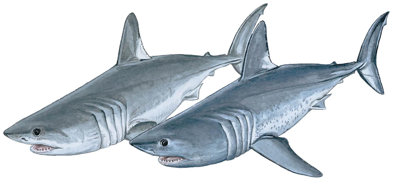 Porbeagle illustration