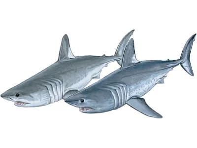 Porbeagle