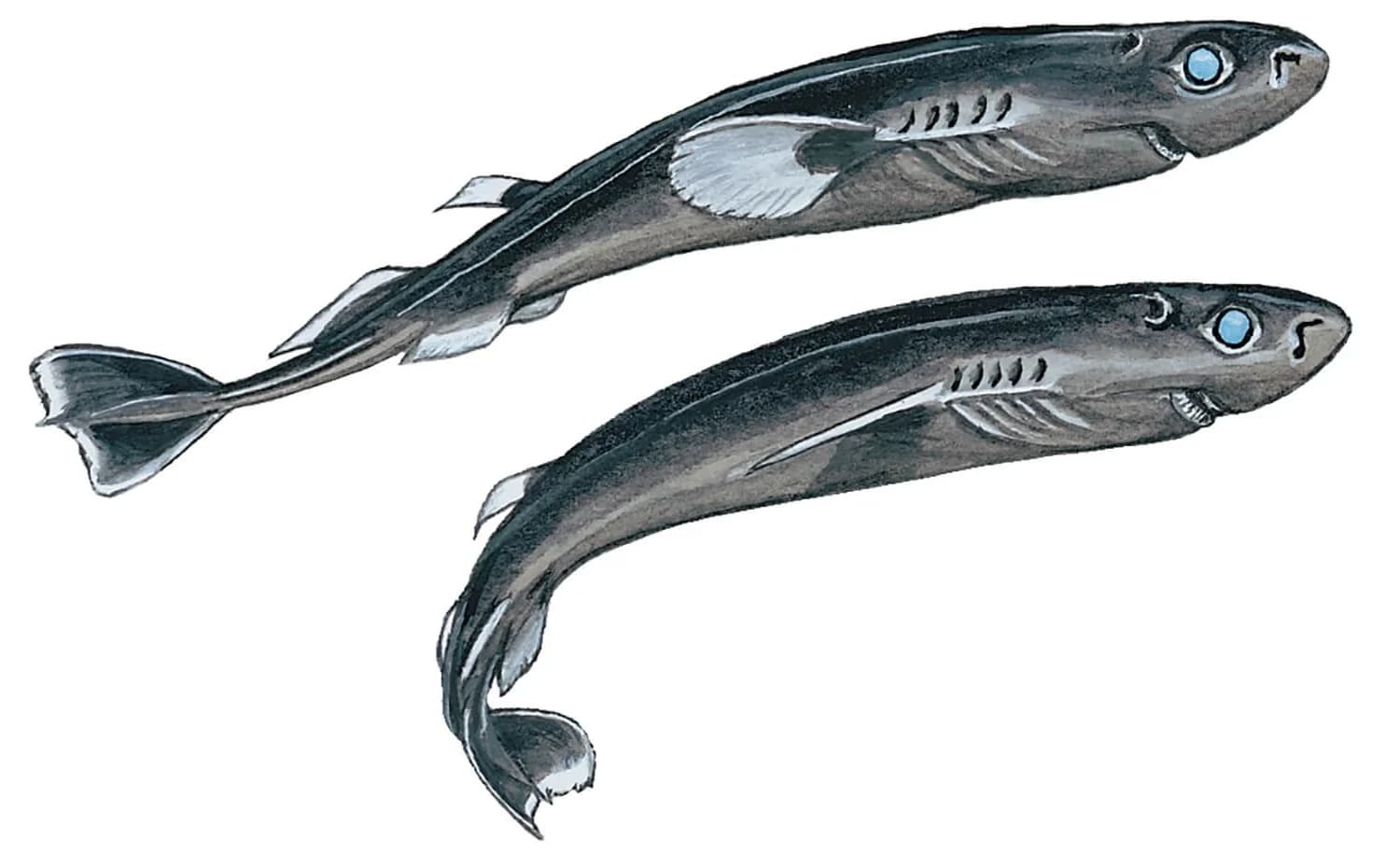 Pygmy Shark illustration