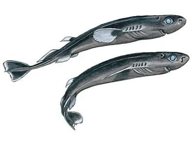 Pygmy Shark
