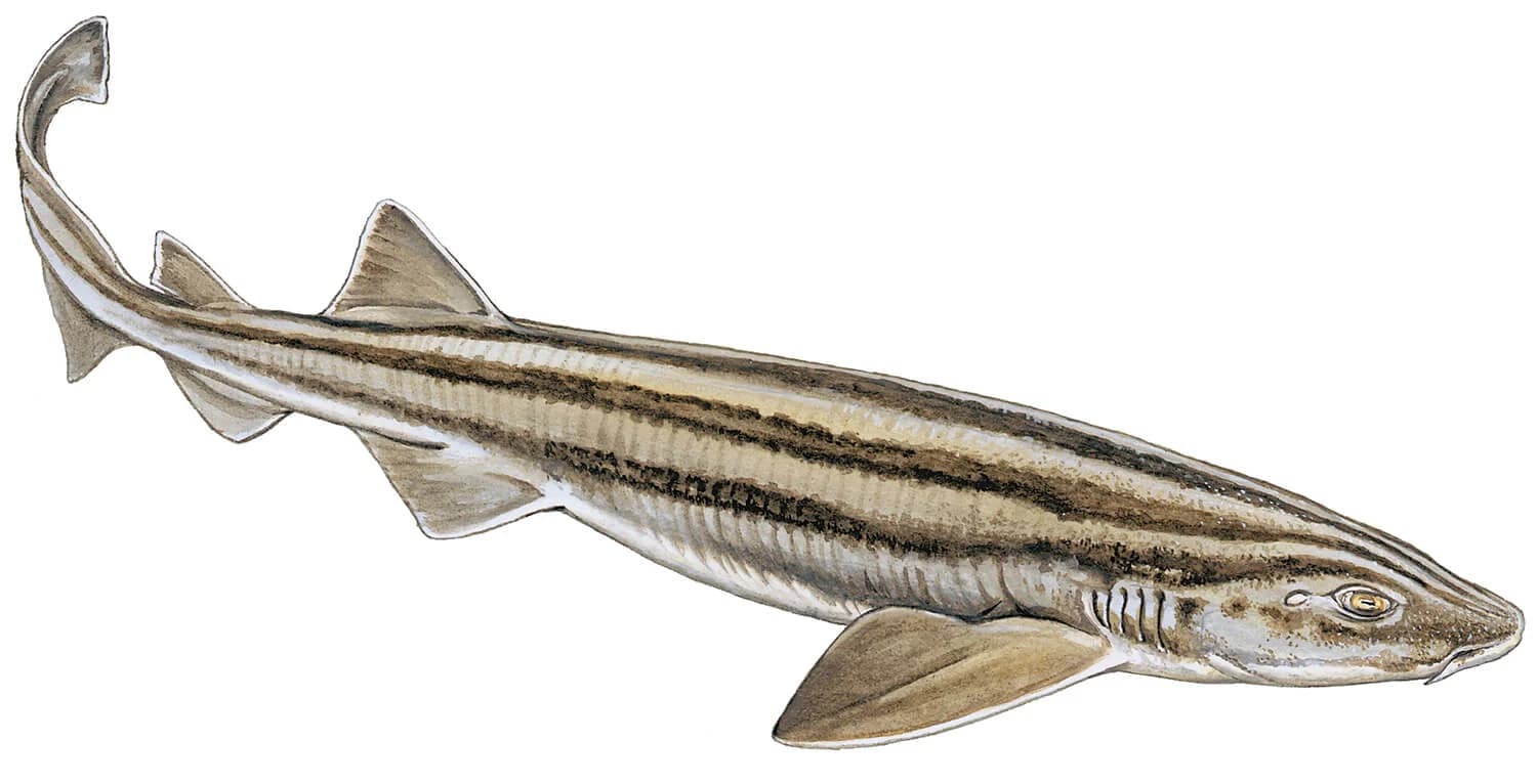 Pyjama Shark illustration