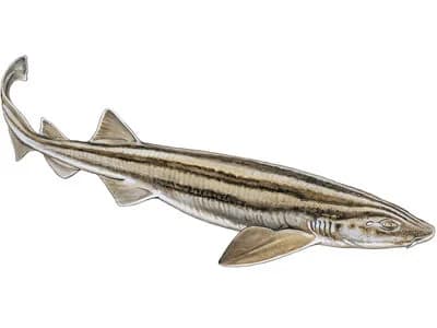 Pyjama Shark