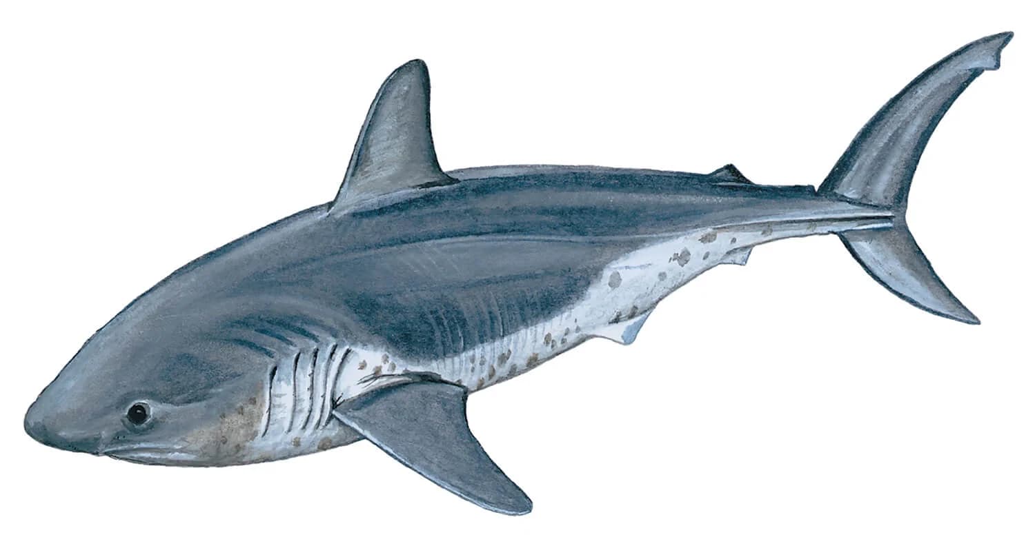 Salmon Shark illustration