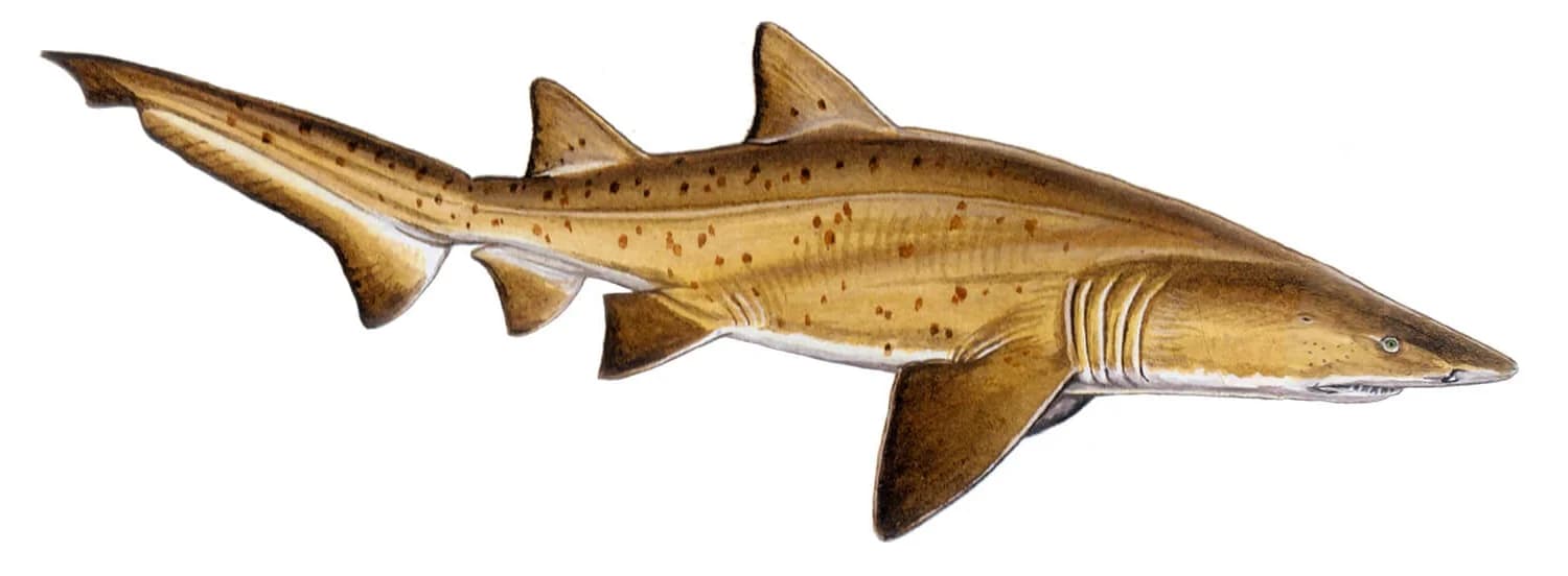 Sand Tiger Shark illustration