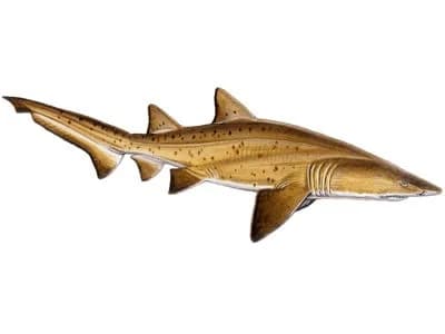 Sand Tiger Shark