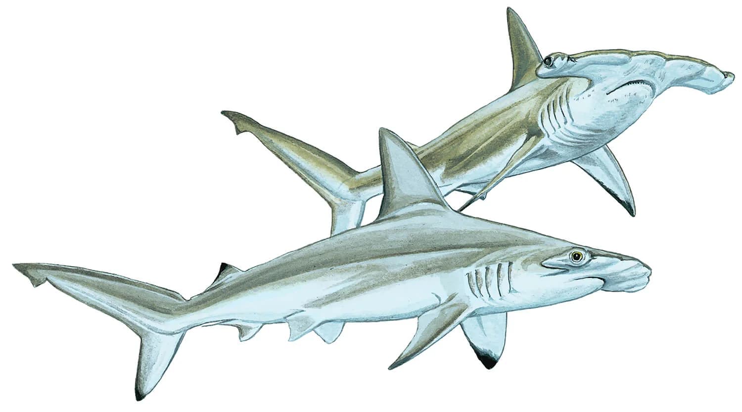 Scalloped Hammerhead illustration