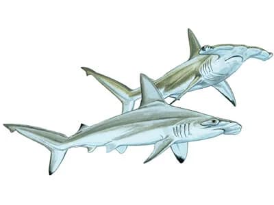 Scalloped Hammerhead