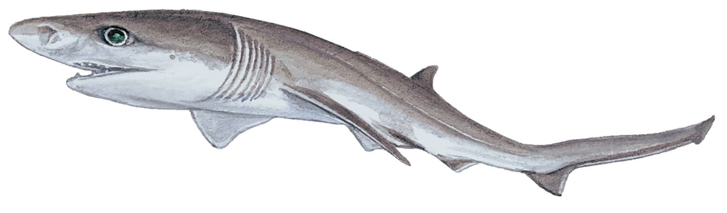 Sharpnose Sevengill Shark illustration