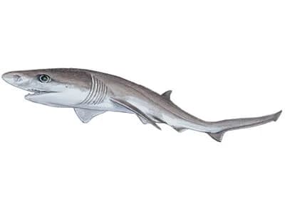 Sharpnose Sevengill Shark