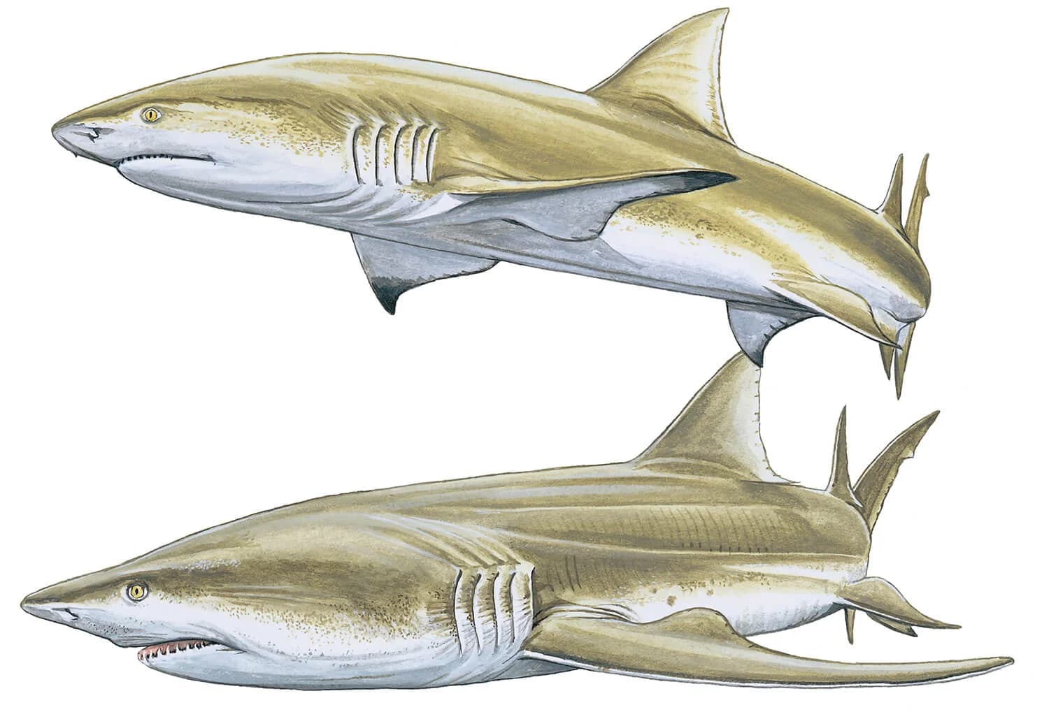 Sharptooth Lemon Shark illustration