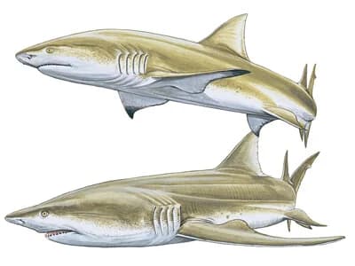 Sharptooth Lemon Shark