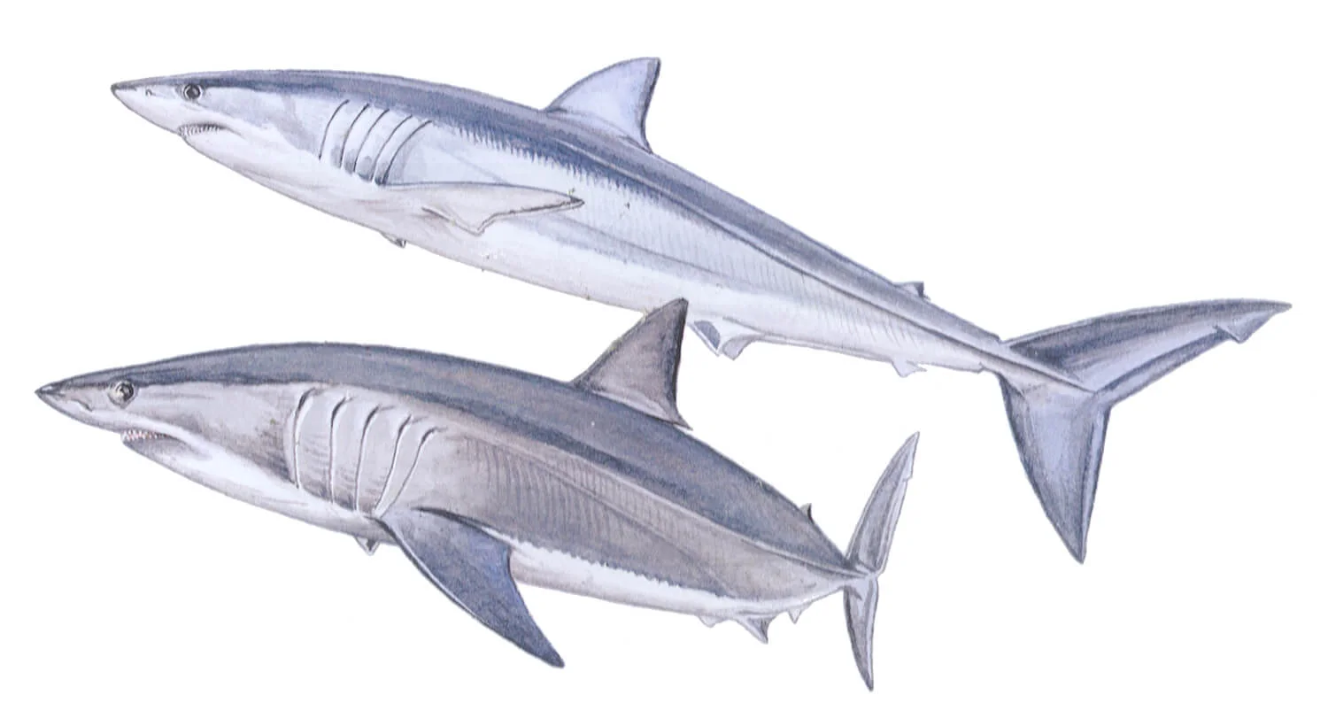 Shortfin Mako illustration