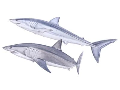 Shortfin Mako