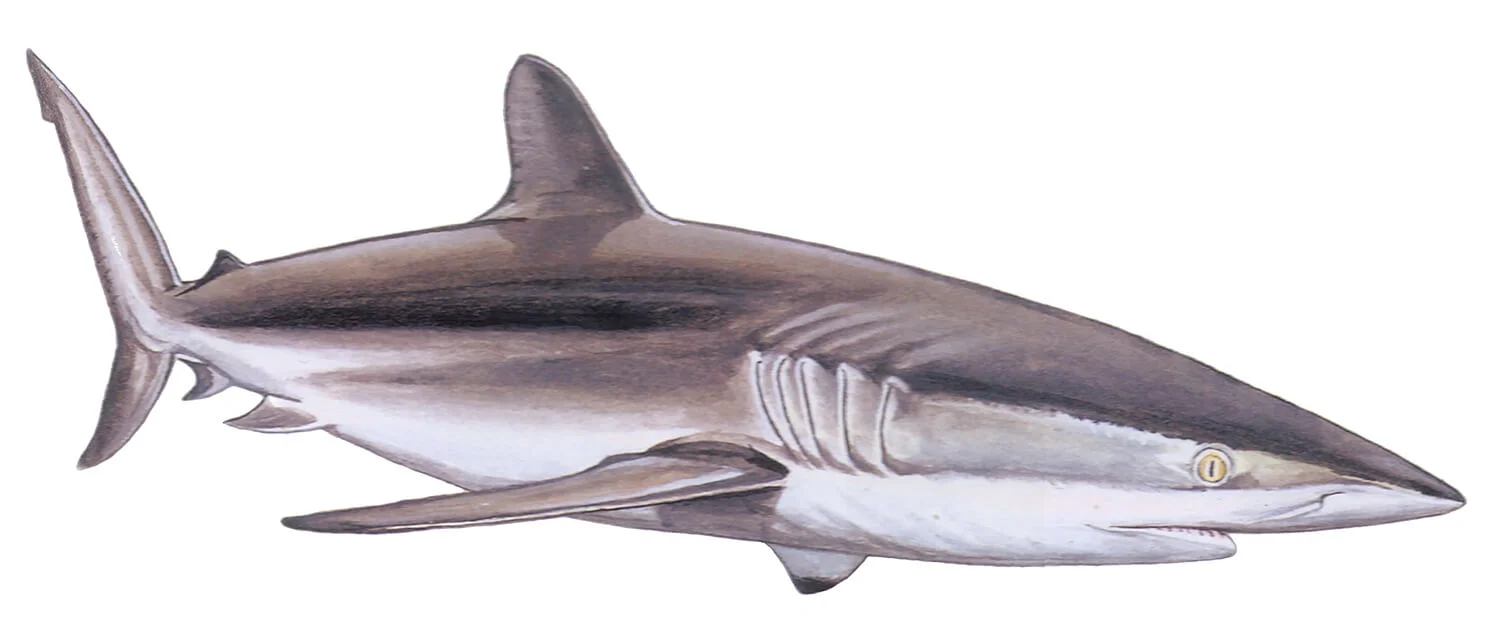 Silky Shark illustration