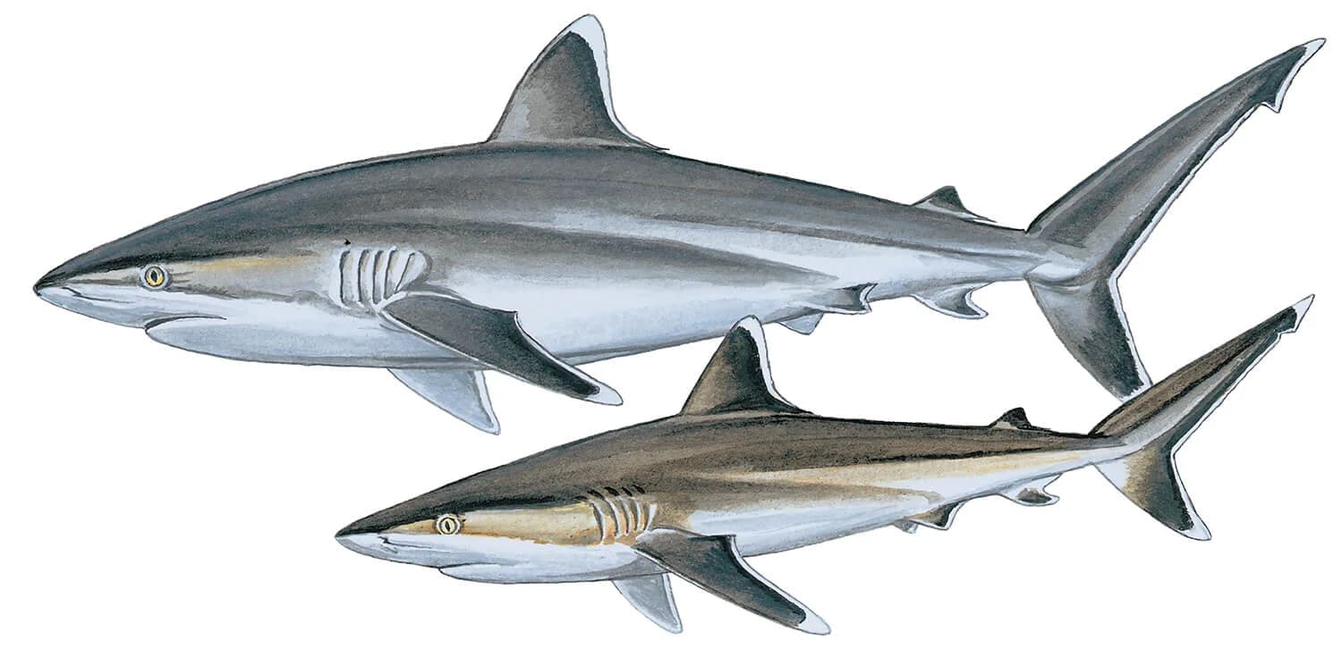 Silvertip Shark illustration