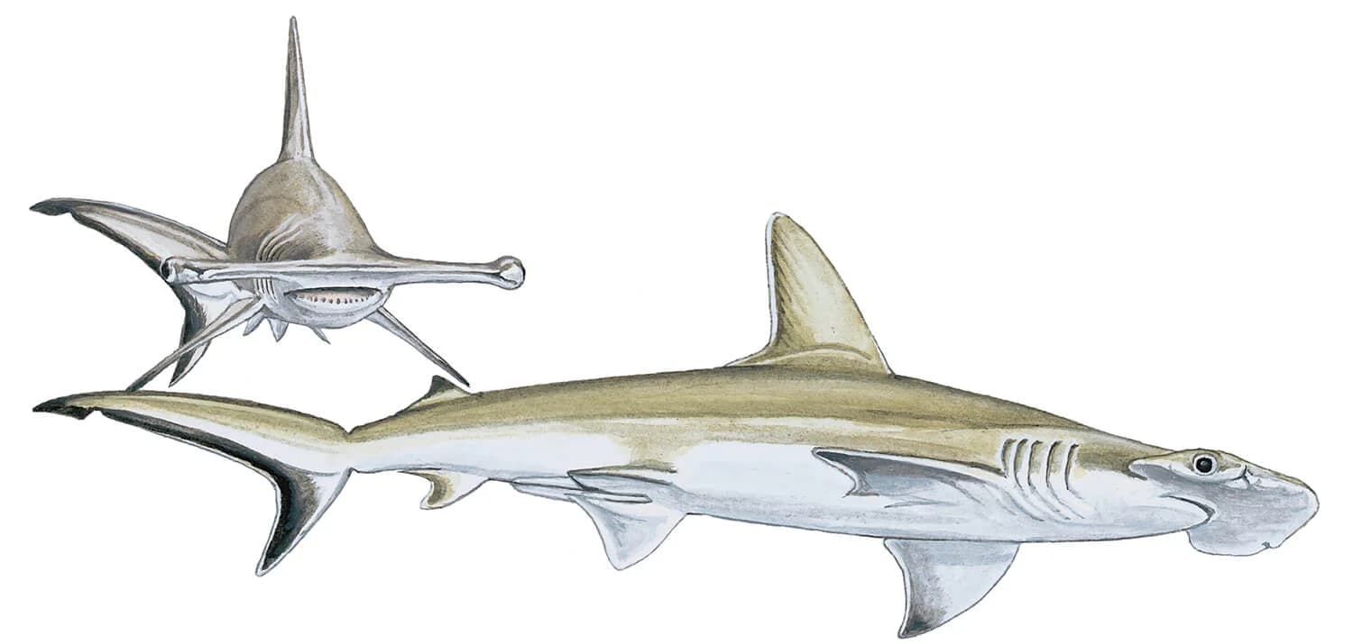 Smooth Hammerhead illustration
