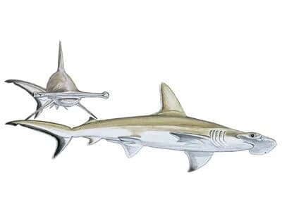 Smooth Hammerhead