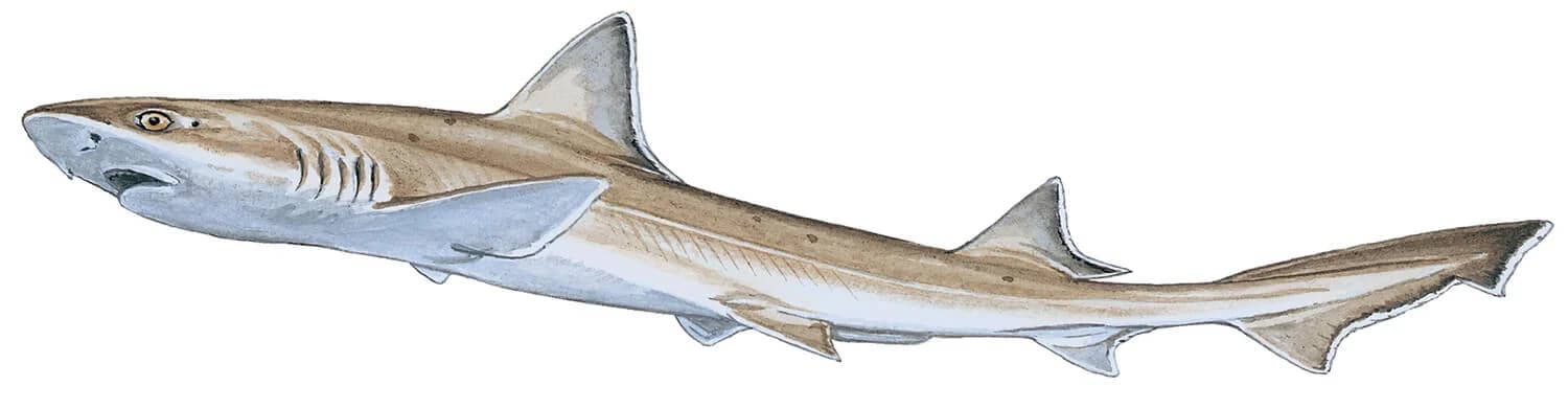 Smoothhound illustration