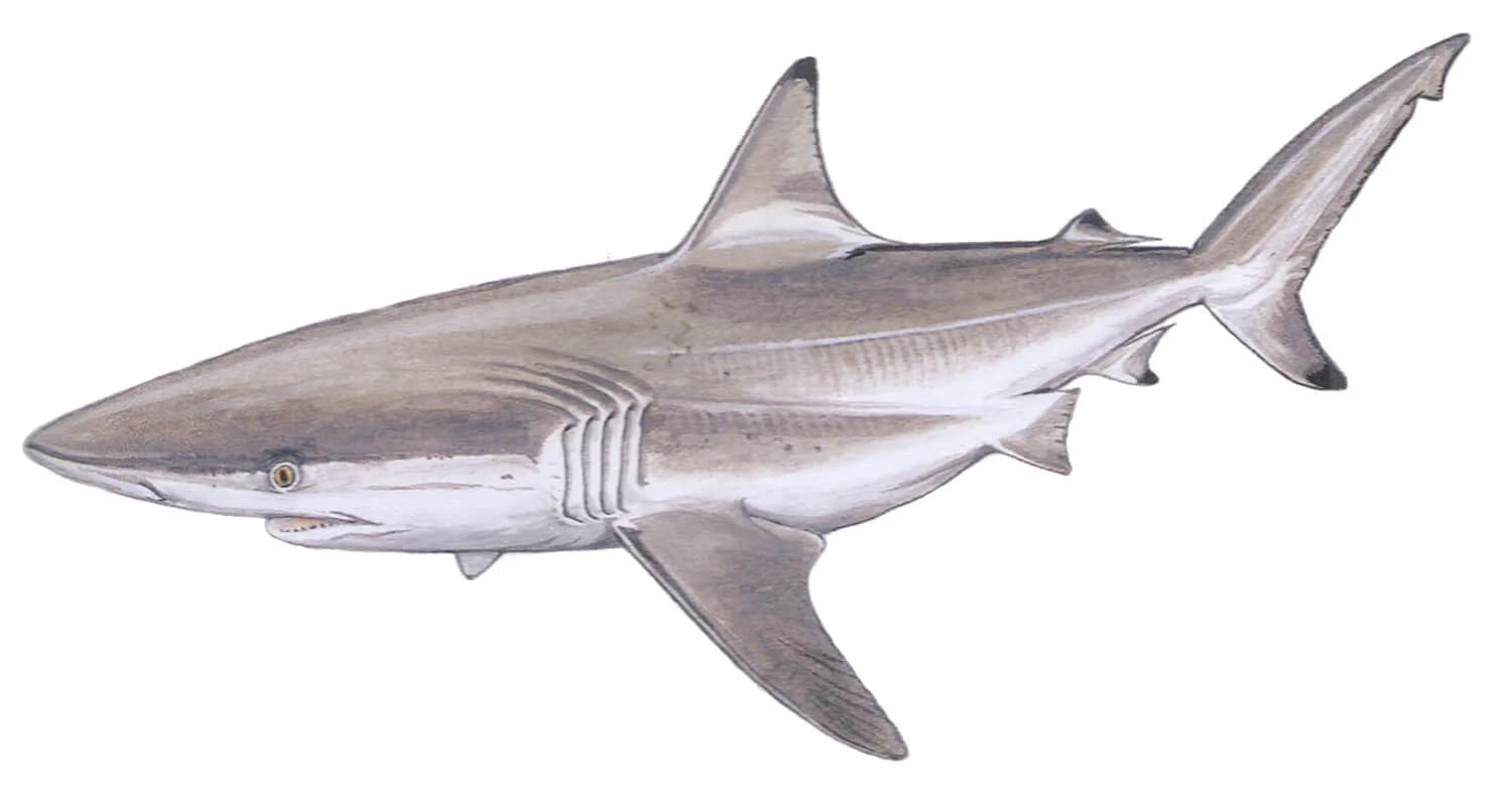 Spinner Shark illustration