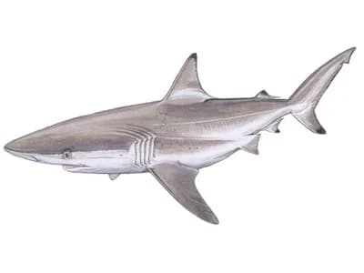 Spinner Shark