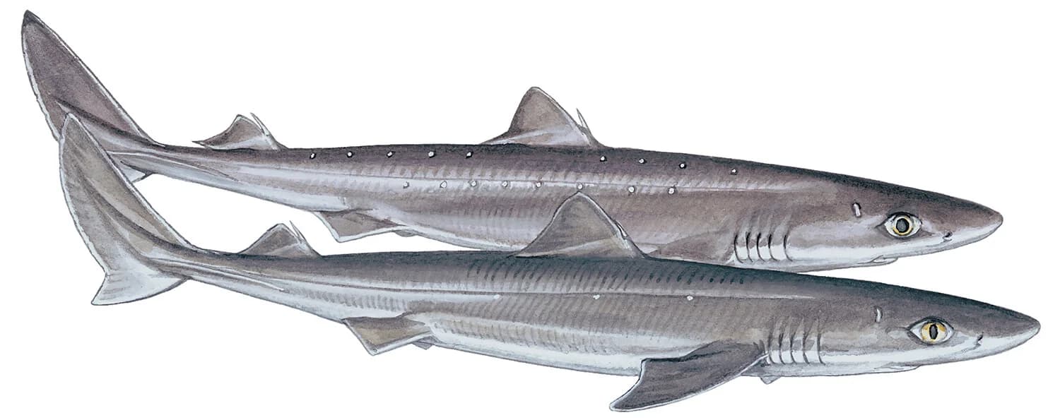 Spiny Dogfish illustration
