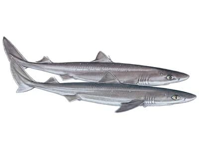 Spiny Dogfish