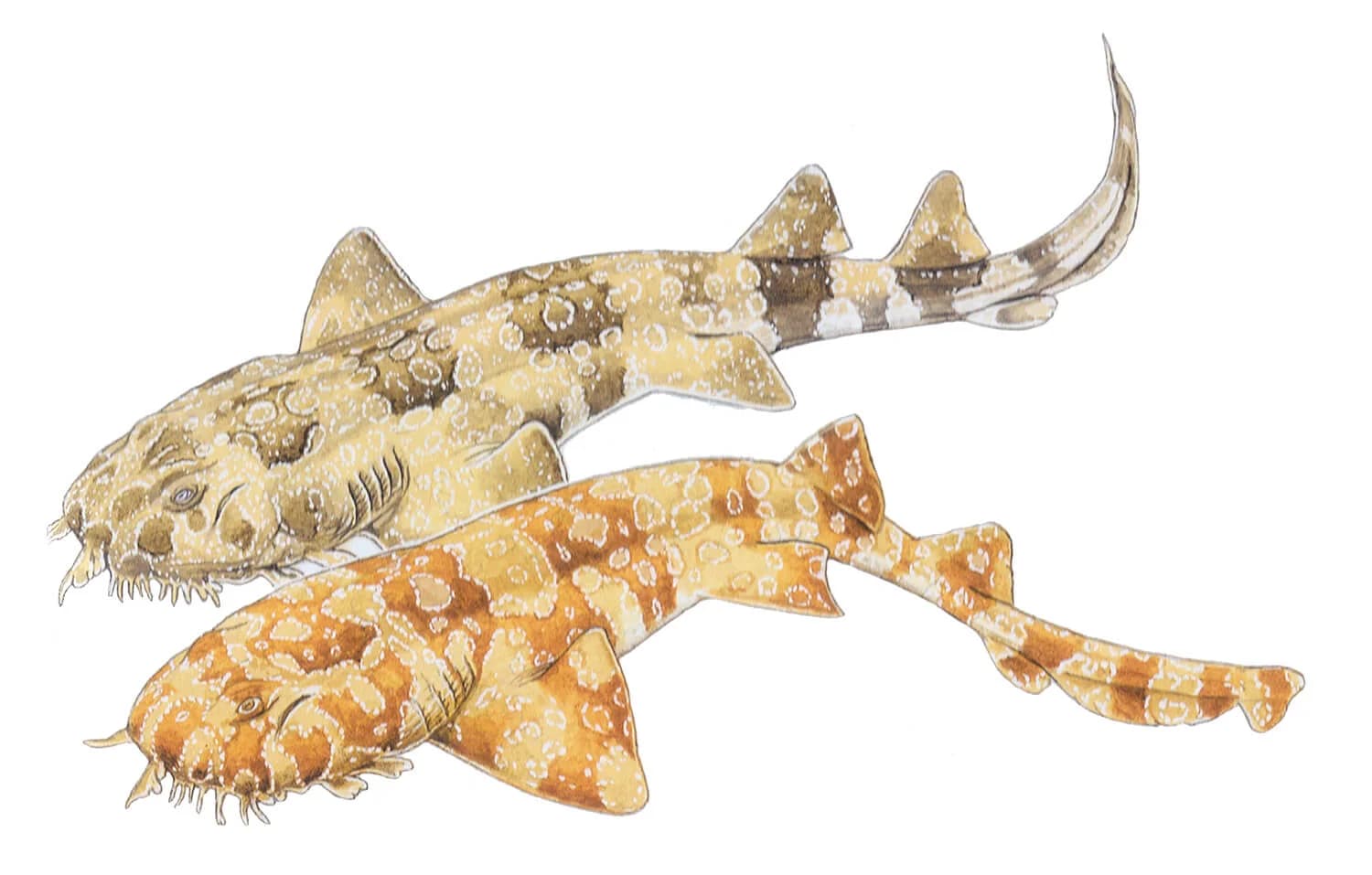 Spotted Wobbegong illustration