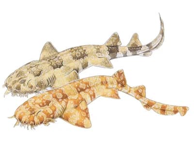 Spotted Wobbegong